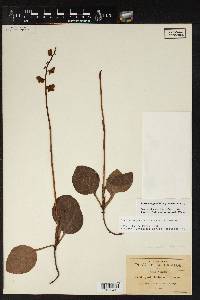 Pyrola angustifolia image