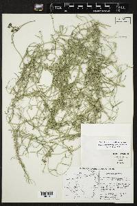 Funastrum heterophyllum image