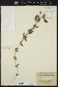 Image of Funastrum lindenianum
