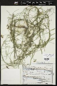 Funastrum heterophyllum image