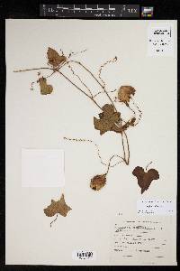 Passiflora foetida image