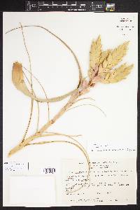Tillandsia fasciculata image