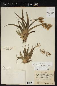 Catopsis nutans image