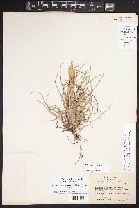 Tillandsia benthamiana image