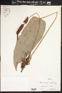 Anthurium nakamurae image