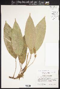 Anthurium microspadix image