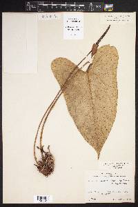 Anthurium lucens image