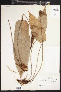 Anthurium nakamurae image
