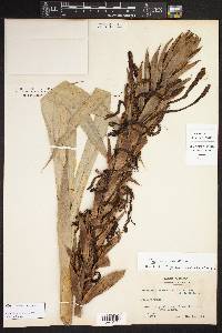 Image of Pitcairnia carioana
