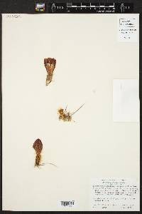 Image of Echinocereus pacificus