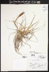 Tillandsia schiedeana image