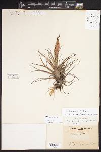 Tillandsia andrieuxii image