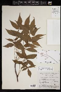 Bursera graveolens image