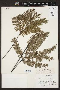 Adiantum tetraphyllum image