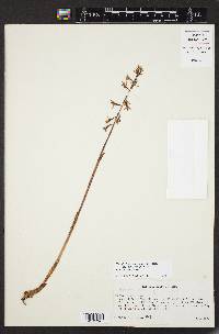 Corallorhiza maculata var. mexicana image