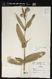 Asclepias glaucescens image