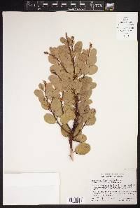 Arctostaphylos australis image