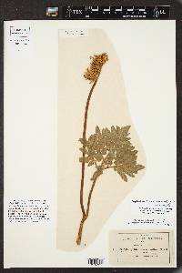 Botrychium decompositum image