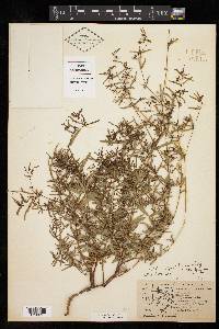 Chamaesyce hyssopifolia image