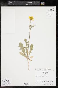 Pyrrhopappus pauciflorus image