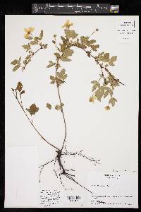 Rubus trivialis image