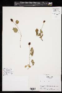 Rubus trivialis image