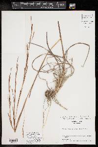 Schizachyrium scoparium var. scoparium image