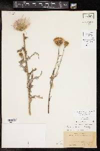 Cirsium texanum image