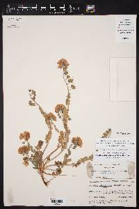 Phacelia austrotexana image