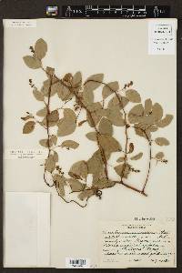 Berchemia scandens image