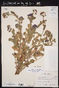 Phacelia austrotexana image