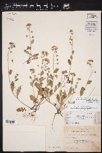 Phacelia austrotexana image