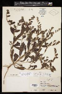 Lithospermum matamorense image