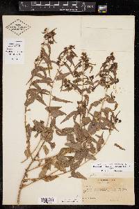 Koanophyllon solidaginifolium image