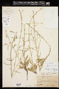 Pennellia micrantha image