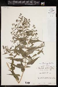 Koanophyllon solidaginifolium image