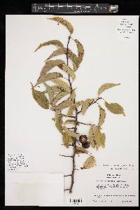 Prunus rivularis image