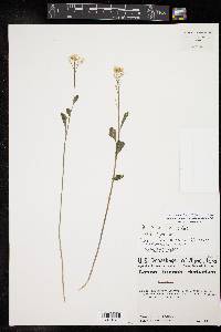 Cardamine bulbosa image