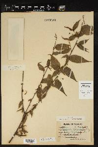 Acalypha leptopoda image
