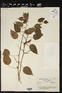 Acalypha lovelandii image