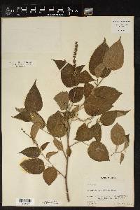 Acalypha mortoniana image