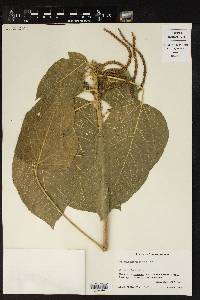 Acalypha macrostachya image