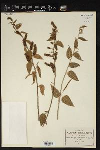 Acalypha lovelandii image