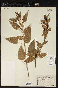 Acalypha lovelandii image