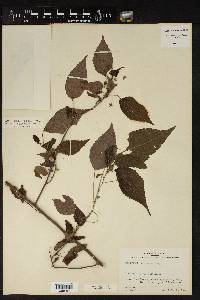 Acalypha chiapensis image