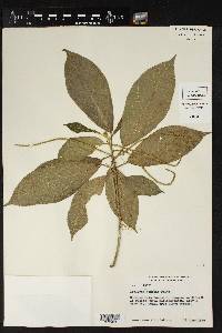 Acalypha diversifolia image