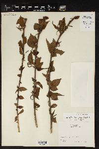 Acalypha leptopoda image