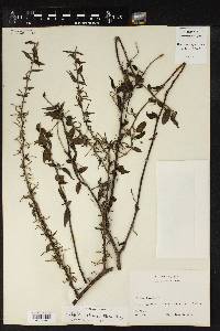 Acalypha leptopoda image