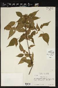 Acalypha leptopoda image