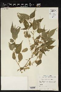 Acalypha palmeri image